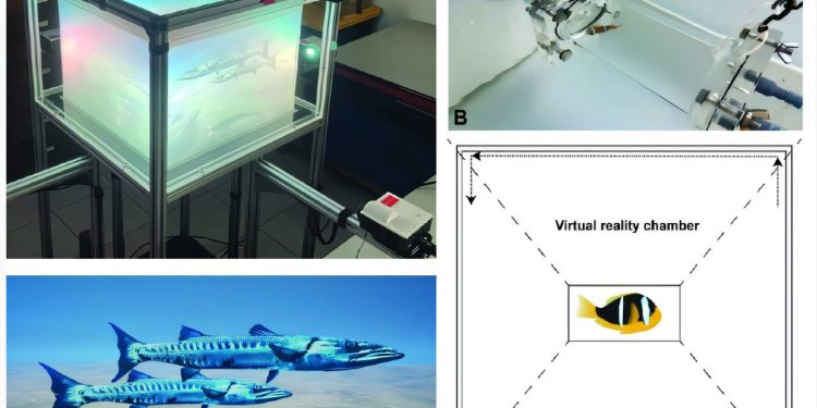 Virtual-Reality-Test zeigt: Kunstlicht stört Rifffische